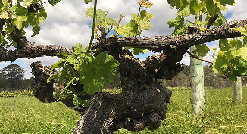 Plantagenet vineyard